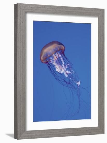 Jellyfish IV-Erin Berzel-Framed Photographic Print