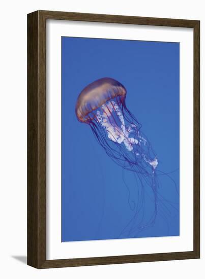 Jellyfish IV-Erin Berzel-Framed Photographic Print