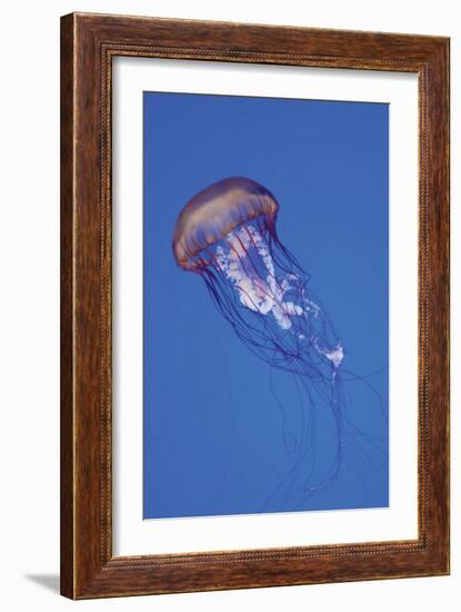 Jellyfish IV-Erin Berzel-Framed Photographic Print