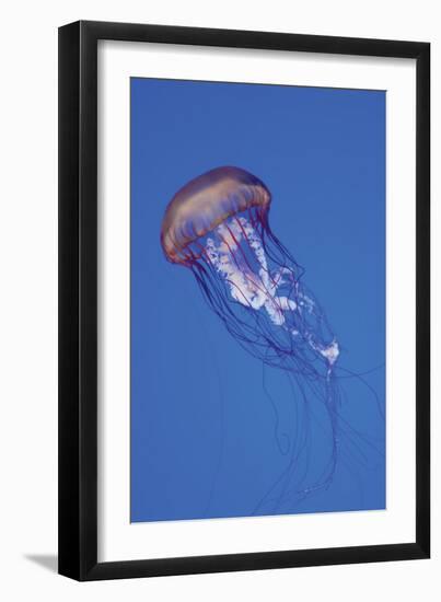 Jellyfish IV-Erin Berzel-Framed Photographic Print
