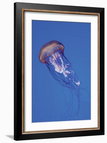 Jellyfish IV-Erin Berzel-Framed Photographic Print