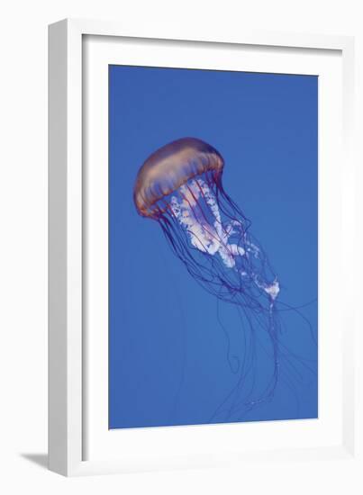 Jellyfish IV-Erin Berzel-Framed Photographic Print