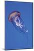 Jellyfish IV-Erin Berzel-Mounted Photographic Print