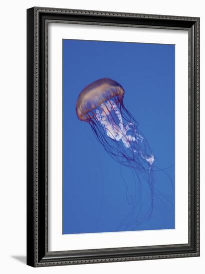 Jellyfish IV-Erin Berzel-Framed Photographic Print