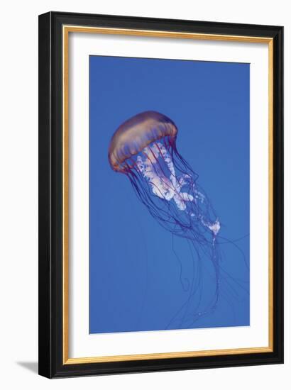 Jellyfish IV-Erin Berzel-Framed Photographic Print