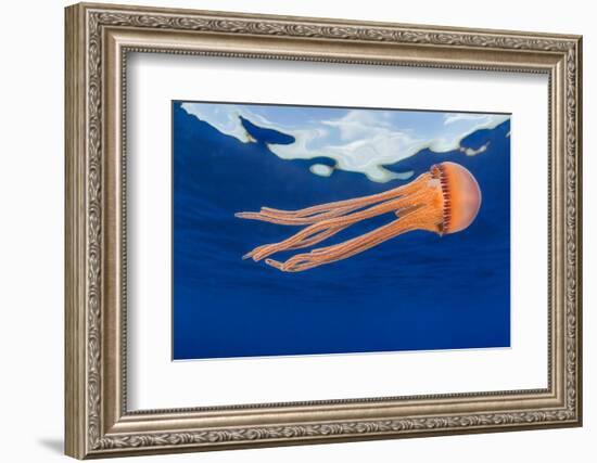 Jellyfish juvenile, drifting near the surface, Hawaii, Pacific Ocean-David Fleetham-Framed Photographic Print