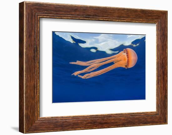 Jellyfish juvenile, drifting near the surface, Hawaii, Pacific Ocean-David Fleetham-Framed Photographic Print