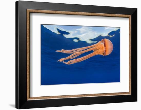 Jellyfish juvenile, drifting near the surface, Hawaii, Pacific Ocean-David Fleetham-Framed Photographic Print