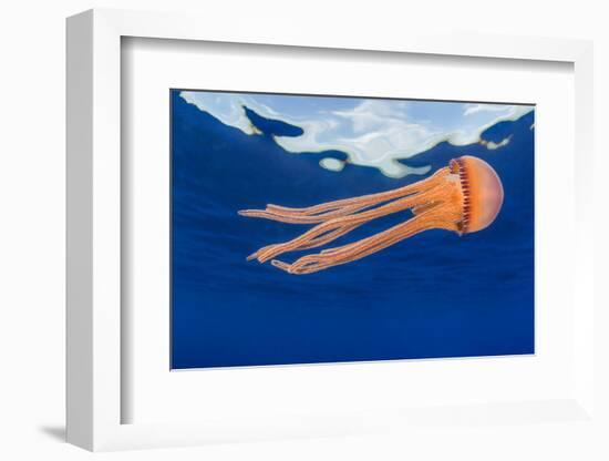 Jellyfish juvenile, drifting near the surface, Hawaii, Pacific Ocean-David Fleetham-Framed Photographic Print