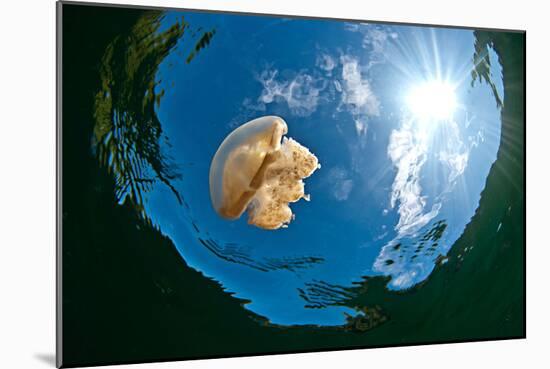 Jellyfish Lake, Palau-Wendy Capili-Wilkie-Mounted Photographic Print