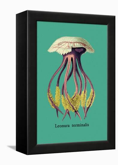 Jellyfish: Leonura Terminalis-Ernst Haeckel-Framed Stretched Canvas