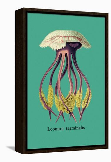 Jellyfish: Leonura Terminalis-Ernst Haeckel-Framed Stretched Canvas