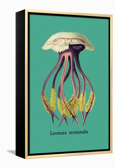 Jellyfish: Leonura Terminalis-Ernst Haeckel-Framed Stretched Canvas