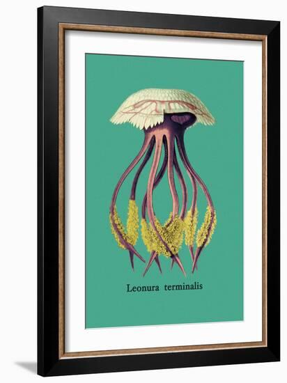 Jellyfish: Leonura Terminalis-Ernst Haeckel-Framed Art Print