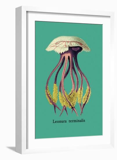 Jellyfish: Leonura Terminalis-Ernst Haeckel-Framed Art Print