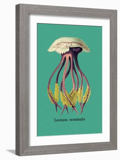 Jellyfish: Leonura Terminalis-Ernst Haeckel-Framed Art Print