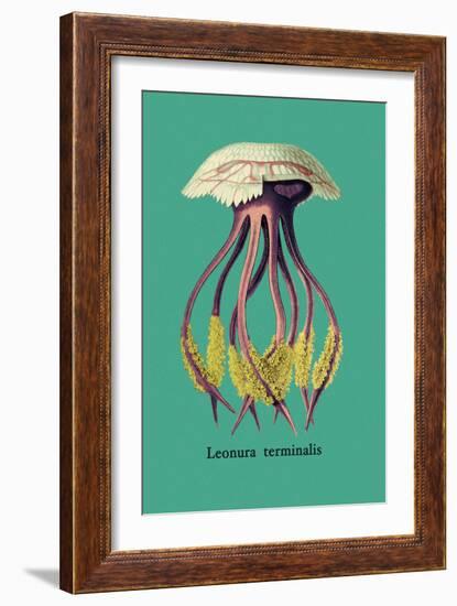 Jellyfish: Leonura Terminalis-Ernst Haeckel-Framed Art Print