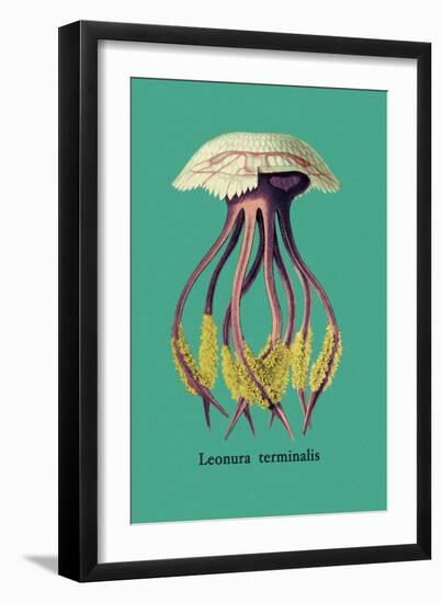 Jellyfish: Leonura Terminalis-Ernst Haeckel-Framed Art Print