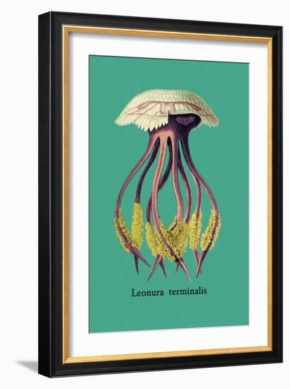 Jellyfish: Leonura Terminalis-Ernst Haeckel-Framed Art Print