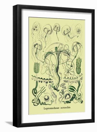 Jellyfish: Leptomedusae Octorchis-Ernst Haeckel-Framed Premium Giclee Print