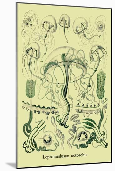 Jellyfish: Leptomedusae Octorchis-Ernst Haeckel-Mounted Art Print