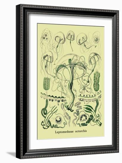 Jellyfish: Leptomedusae Octorchis-Ernst Haeckel-Framed Art Print