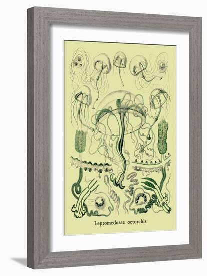 Jellyfish: Leptomedusae Octorchis-Ernst Haeckel-Framed Art Print