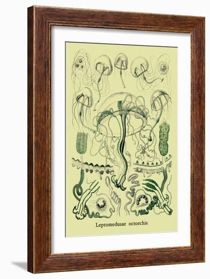 Jellyfish: Leptomedusae Octorchis-Ernst Haeckel-Framed Art Print