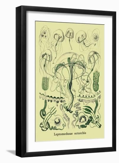 Jellyfish: Leptomedusae Octorchis-Ernst Haeckel-Framed Art Print