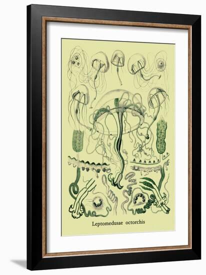 Jellyfish: Leptomedusae Octorchis-Ernst Haeckel-Framed Art Print