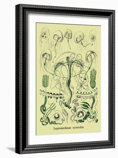 Jellyfish: Leptomedusae Octorchis-Ernst Haeckel-Framed Art Print