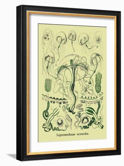 Jellyfish: Leptomedusae Octorchis-Ernst Haeckel-Framed Art Print