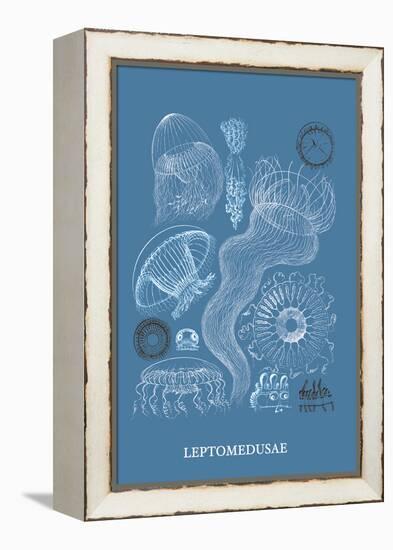 Jellyfish: Leptomedusae-Ernst Haeckel-Framed Stretched Canvas