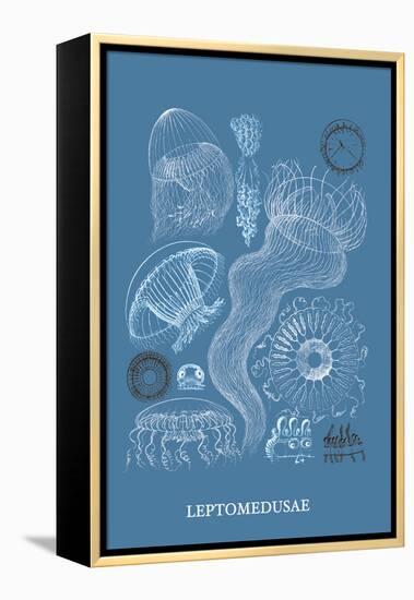 Jellyfish: Leptomedusae-Ernst Haeckel-Framed Stretched Canvas