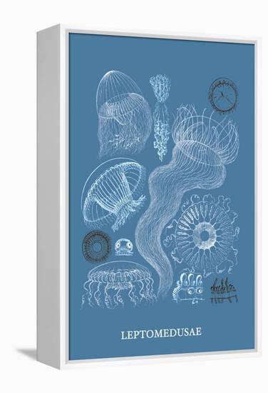 Jellyfish: Leptomedusae-Ernst Haeckel-Framed Stretched Canvas