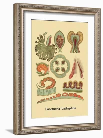 Jellyfish: Lucernaria Bathyphila-Ernst Haeckel-Framed Art Print