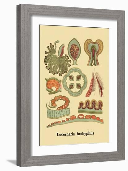 Jellyfish: Lucernaria Bathyphila-Ernst Haeckel-Framed Art Print
