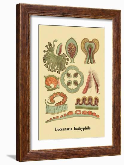 Jellyfish: Lucernaria Bathyphila-Ernst Haeckel-Framed Art Print