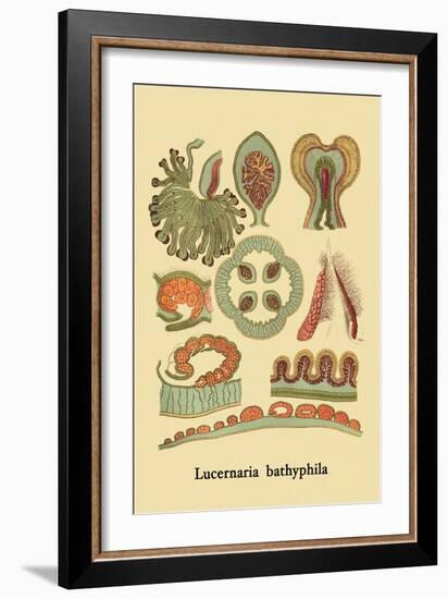 Jellyfish: Lucernaria Bathyphila-Ernst Haeckel-Framed Art Print