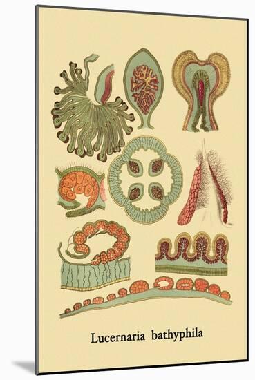 Jellyfish: Lucernaria Bathyphila-Ernst Haeckel-Mounted Art Print