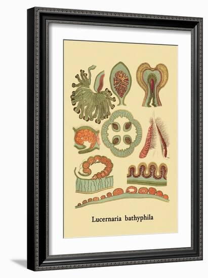 Jellyfish: Lucernaria Bathyphila-Ernst Haeckel-Framed Art Print