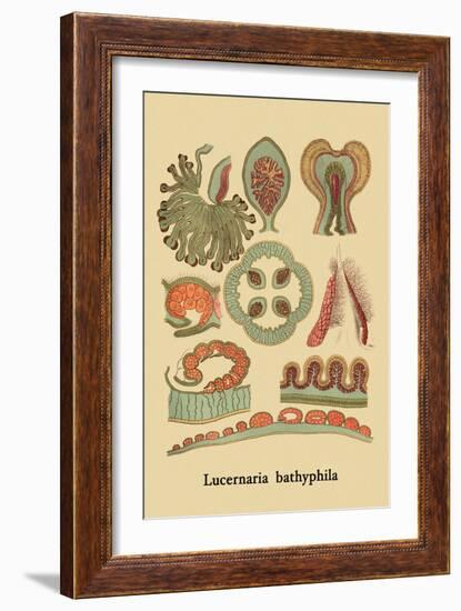 Jellyfish: Lucernaria Bathyphila-Ernst Haeckel-Framed Art Print