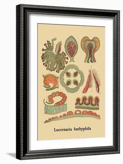 Jellyfish: Lucernaria Bathyphila-Ernst Haeckel-Framed Art Print