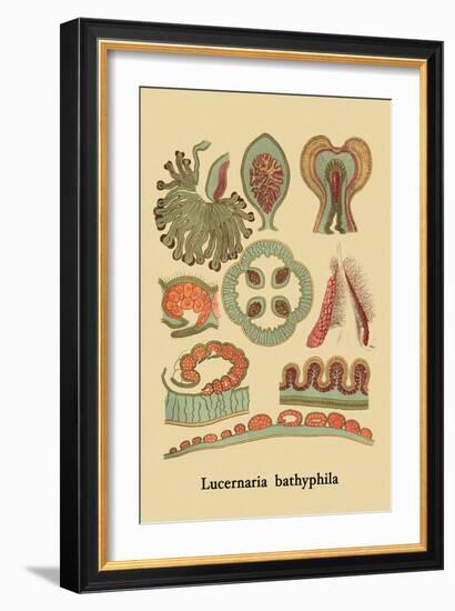 Jellyfish: Lucernaria Bathyphila-Ernst Haeckel-Framed Art Print