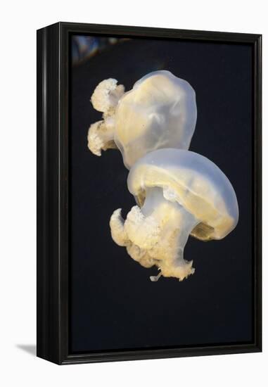 Jellyfish (Mastigias Papua Etpisonii), Jellyfish Lake, Micronesia, Palau-Reinhard Dirscherl-Framed Premier Image Canvas