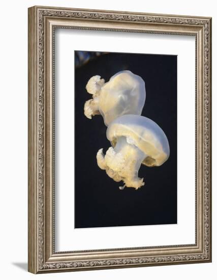 Jellyfish (Mastigias Papua Etpisonii), Jellyfish Lake, Micronesia, Palau-Reinhard Dirscherl-Framed Photographic Print