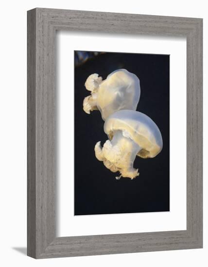 Jellyfish (Mastigias Papua Etpisonii), Jellyfish Lake, Micronesia, Palau-Reinhard Dirscherl-Framed Photographic Print