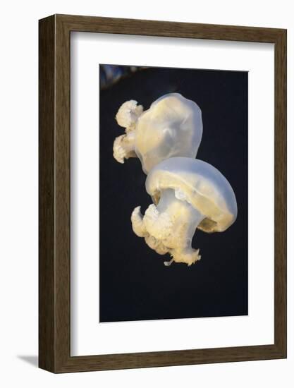 Jellyfish (Mastigias Papua Etpisonii), Jellyfish Lake, Micronesia, Palau-Reinhard Dirscherl-Framed Photographic Print