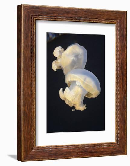 Jellyfish (Mastigias Papua Etpisonii), Jellyfish Lake, Micronesia, Palau-Reinhard Dirscherl-Framed Photographic Print
