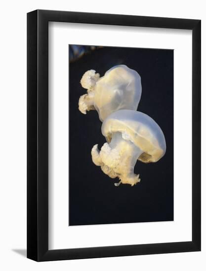 Jellyfish (Mastigias Papua Etpisonii), Jellyfish Lake, Micronesia, Palau-Reinhard Dirscherl-Framed Photographic Print